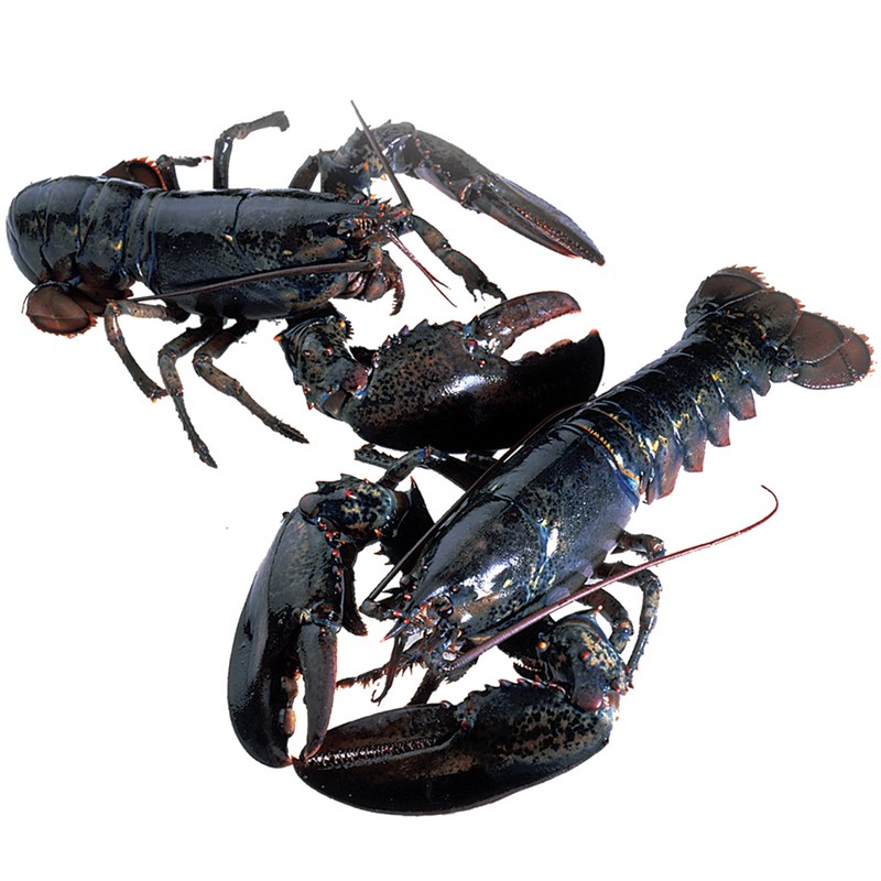 live lobsters